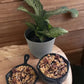 Cast Iron Candles
